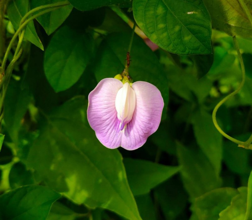 Rózsaszín pillangóborsó. Rózsaszín clitoria - Ehető virágok az Egzotikus Növények Stúdiójától